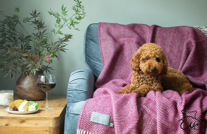 انتخاب رنگ و الگوی شال مبل در دکوراسیون خانه